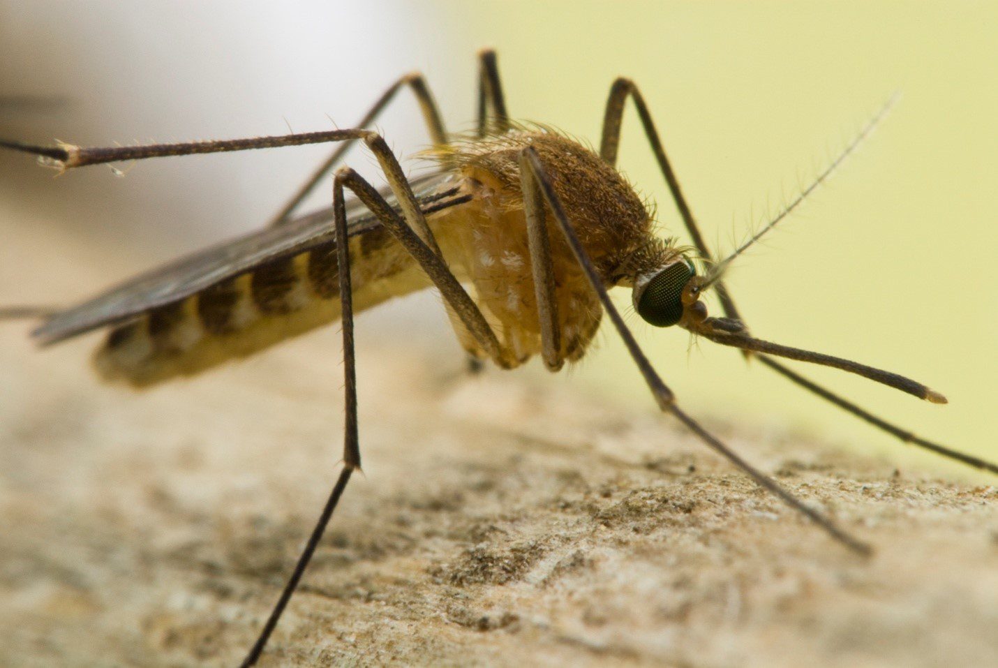 A mosquito standing on still water with blurred green vegetation in the background.