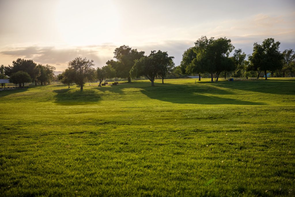 A grassy field with several large trees.