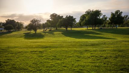 A grassy field with several large trees.