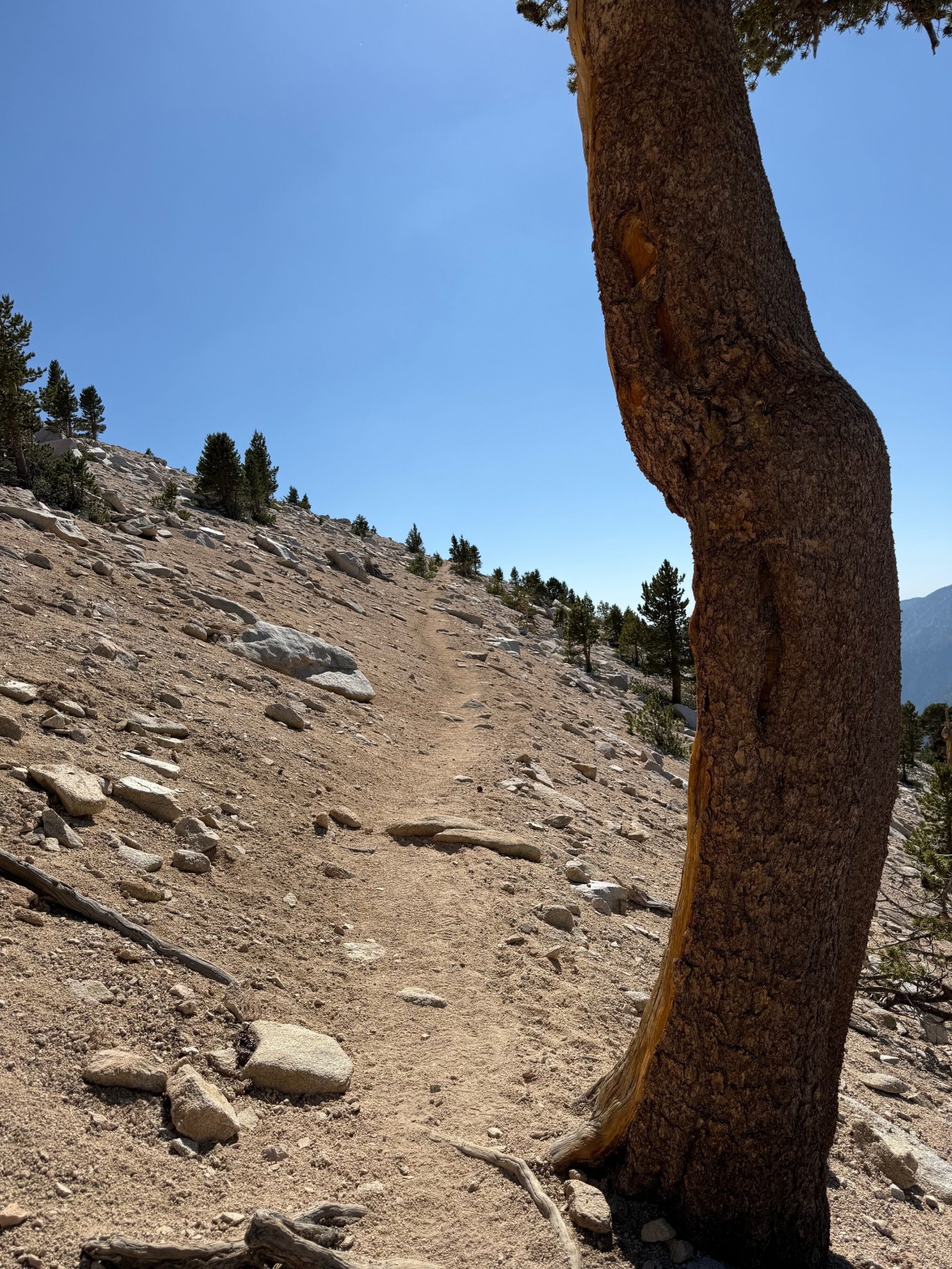 A view of the San Gorgonio Mountain with scattered rocks and trees in the background.