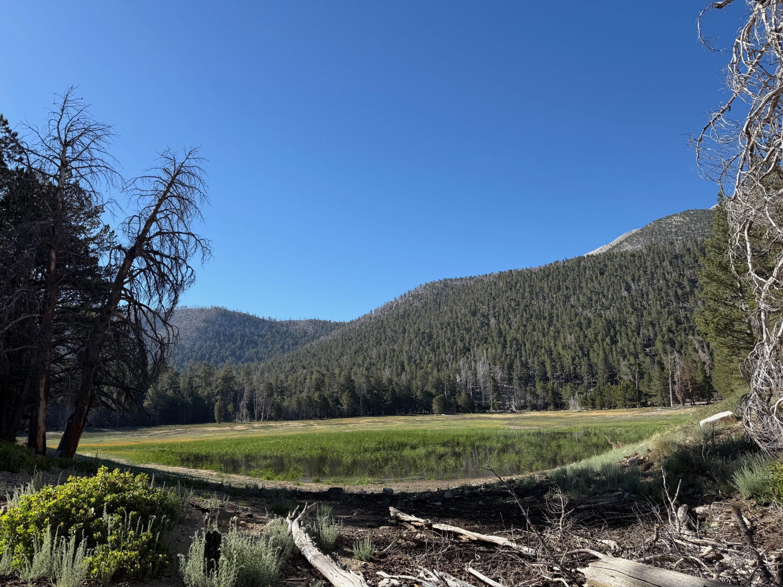 View of a lake surrounded by trees near the San Gorgonio Mountain.