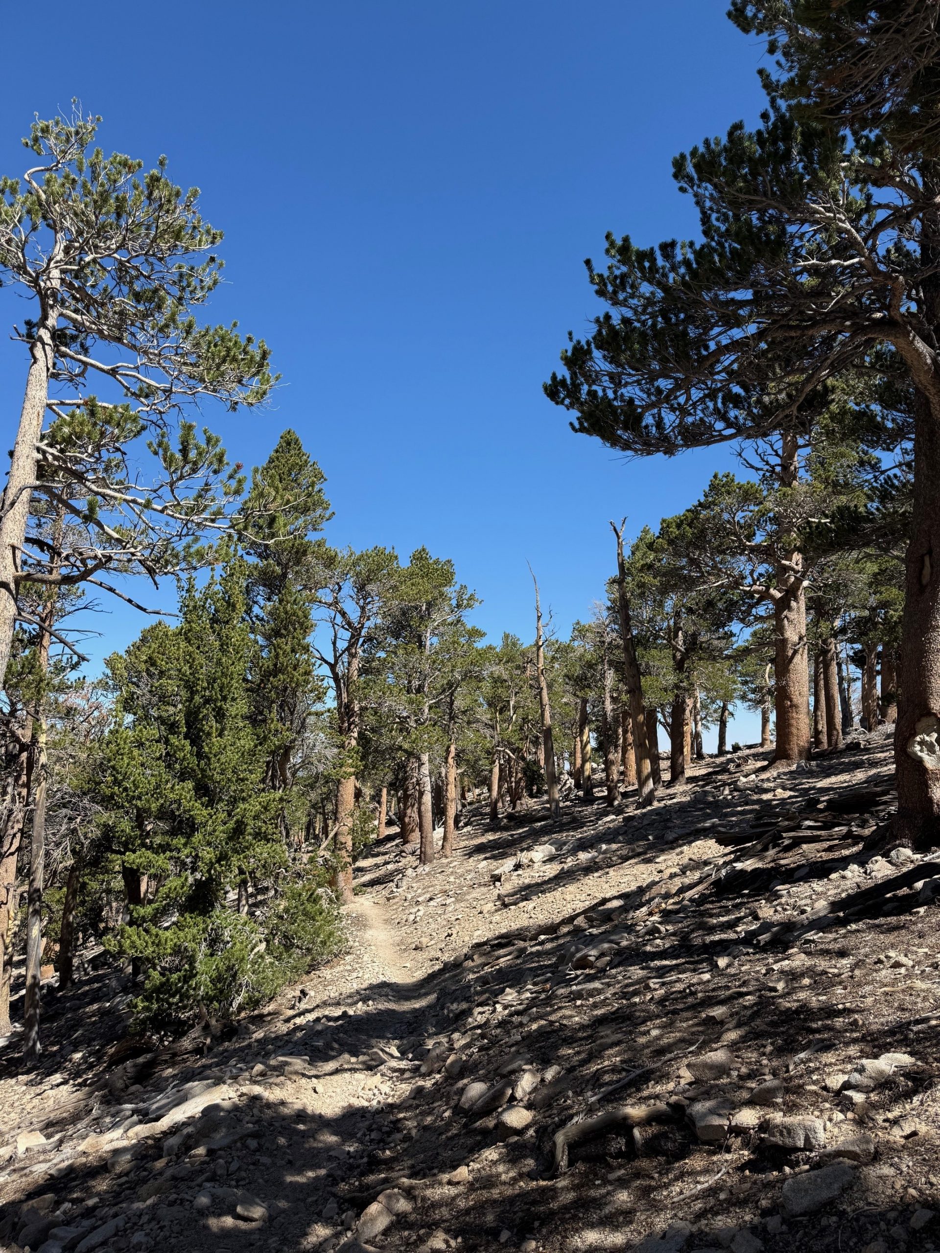 A hiking trail that passes through several trees near the San Gorgonio Mountain.