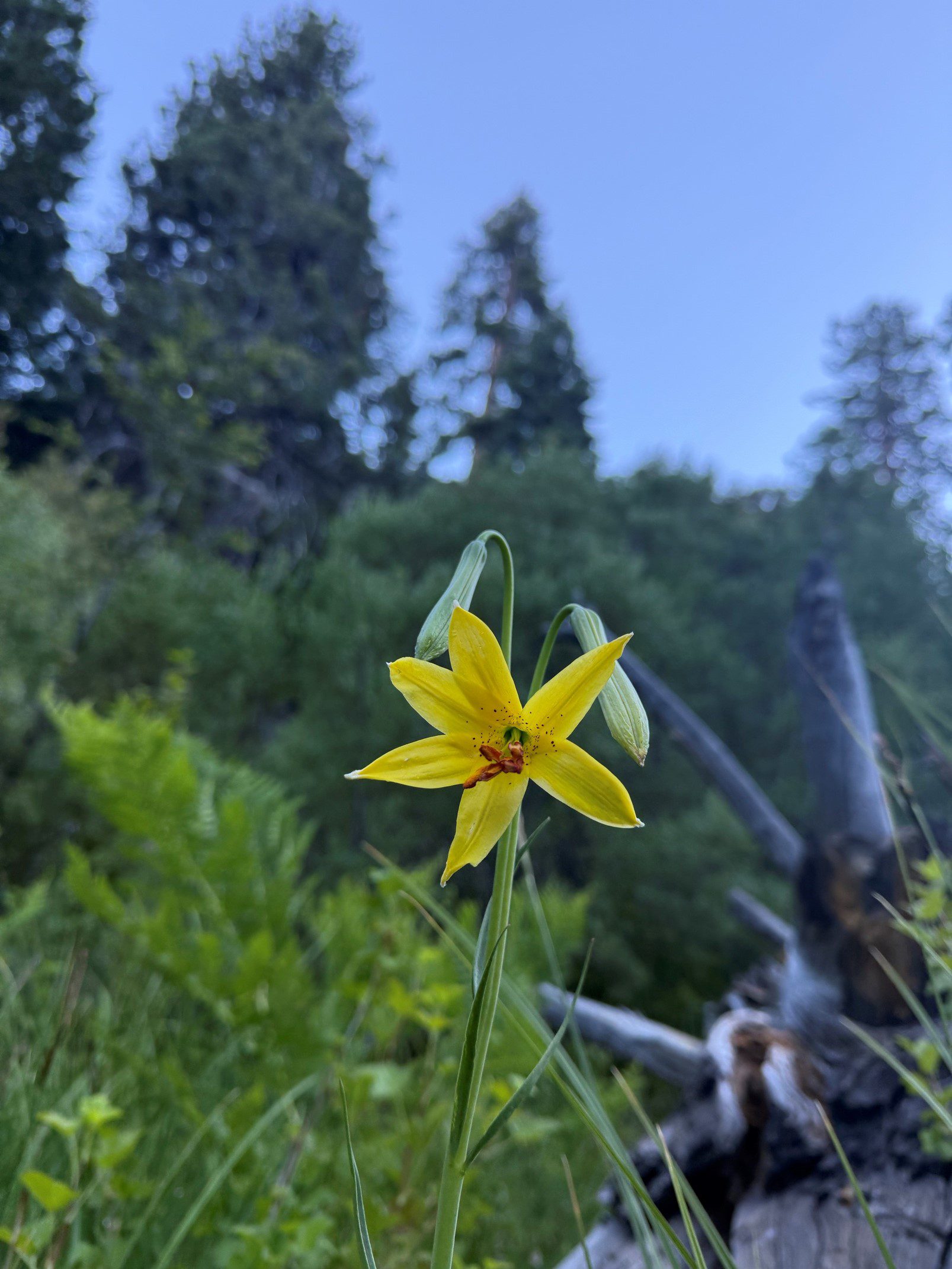 A single yellow lily stands in focus against a backdrop of lush greenery and tall trees under a clear blue sky.