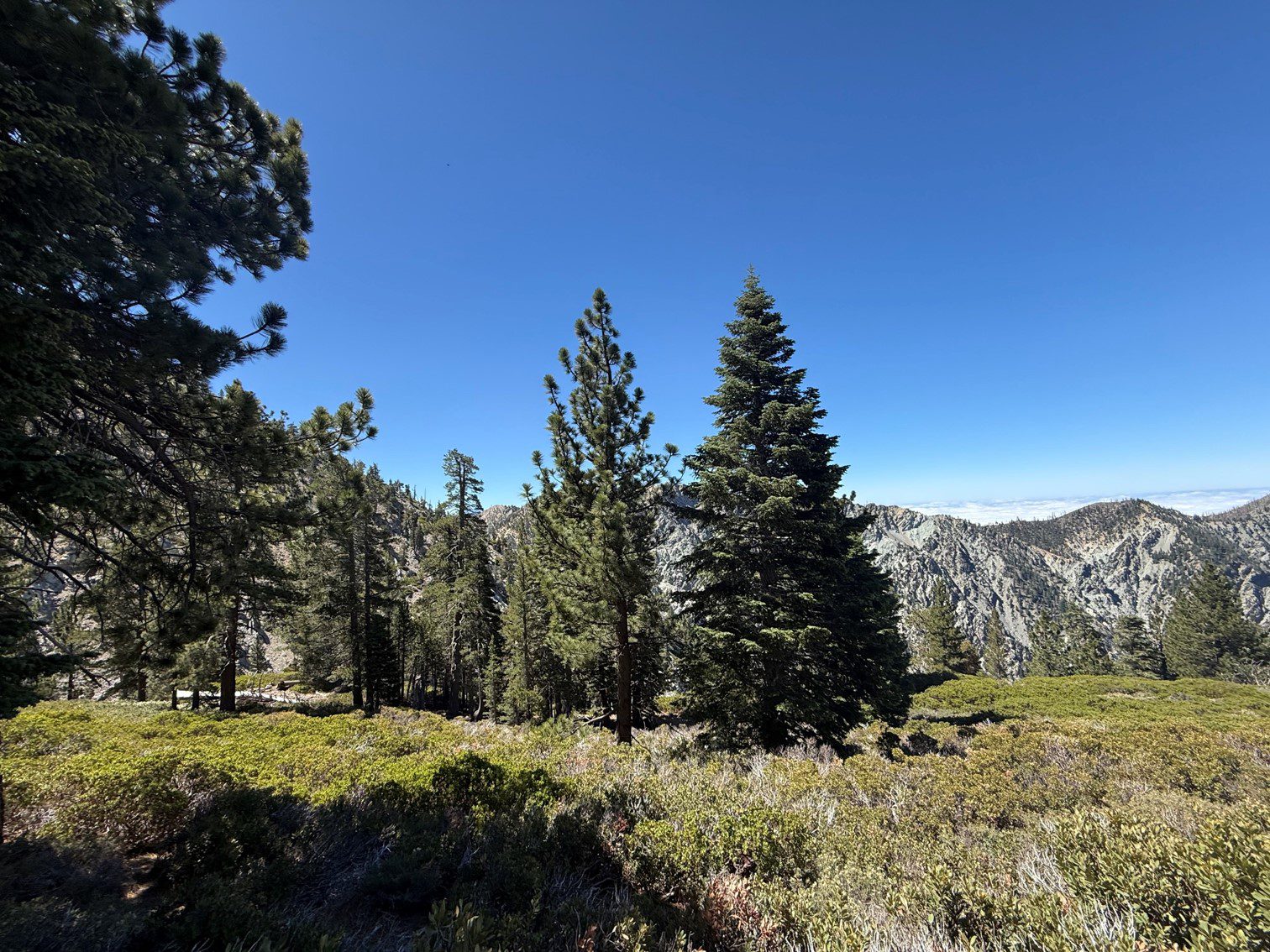 A scenic view of a mountainous landscape under a clear blue sky. The foreground features a variety of pine trees and dense green shrubs. In the distance, rugged mountains rise against the horizon.