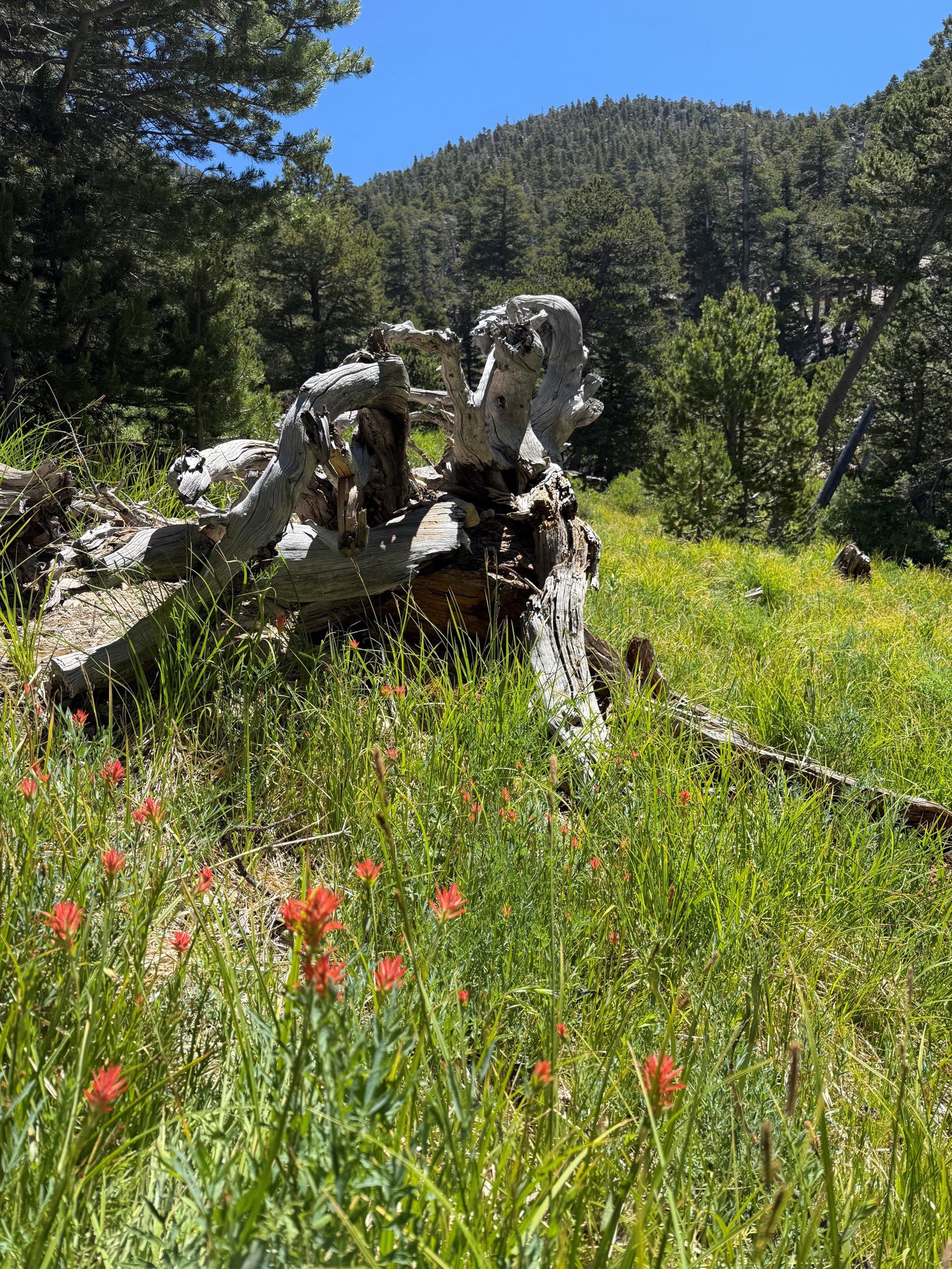 A weathered log lies on a grassy hillside dotted with red wildflowers. In the background, dense trees cover a mountain slope under a clear blue sky.
