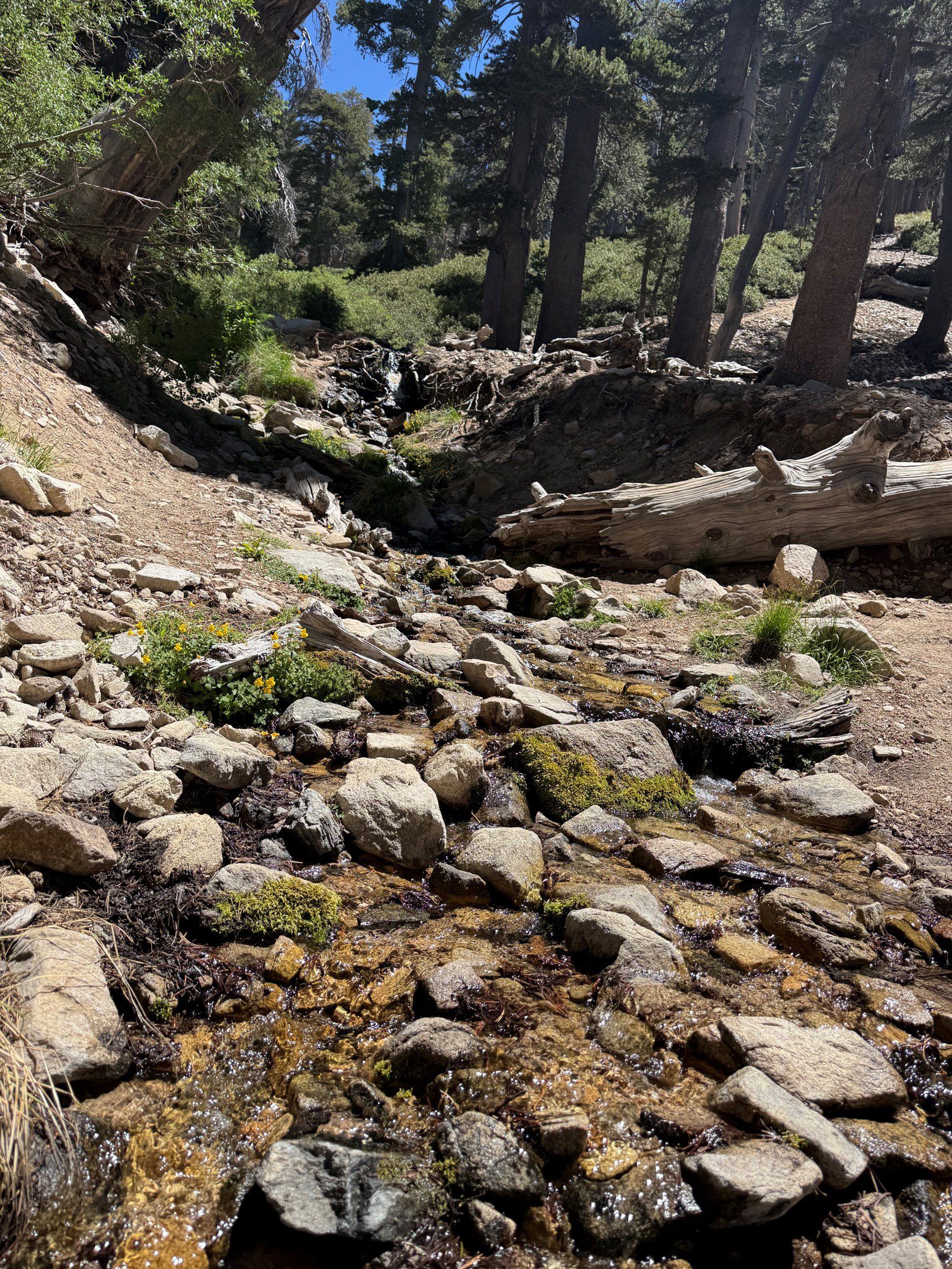 A small rocky stream flows through a forested area with fallen logs and trees, under a clear blue sky.