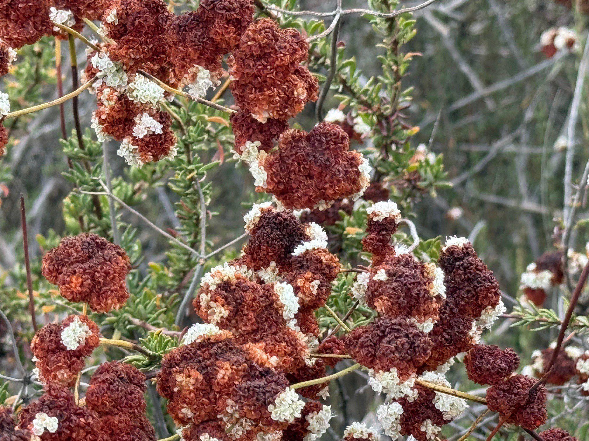 A close up of reddish-brown and white flowers.