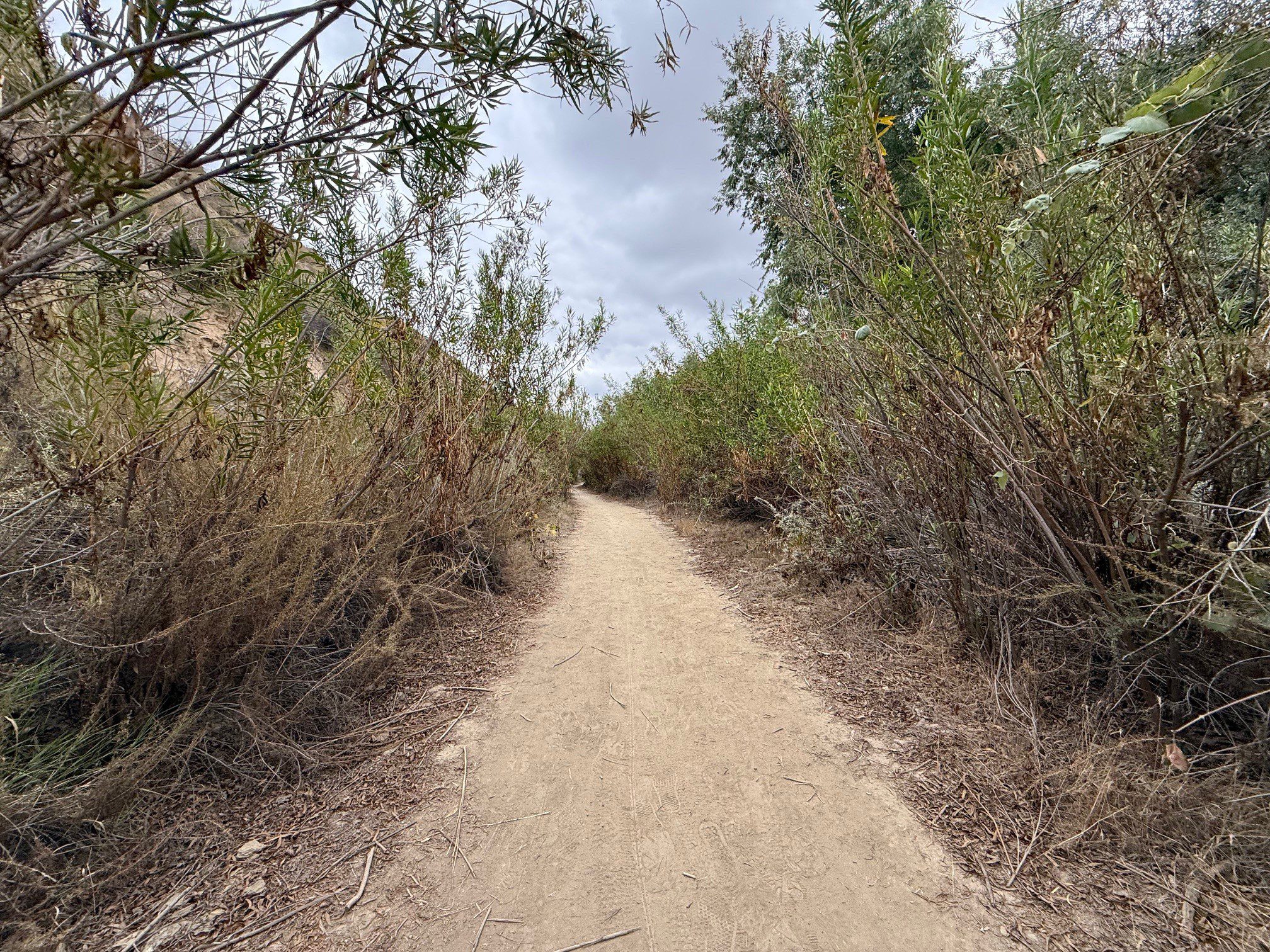 A dirt path surrounded by tall bushes.