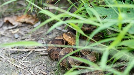 Snake coiled up on a dirt path under tall green grass and brush.