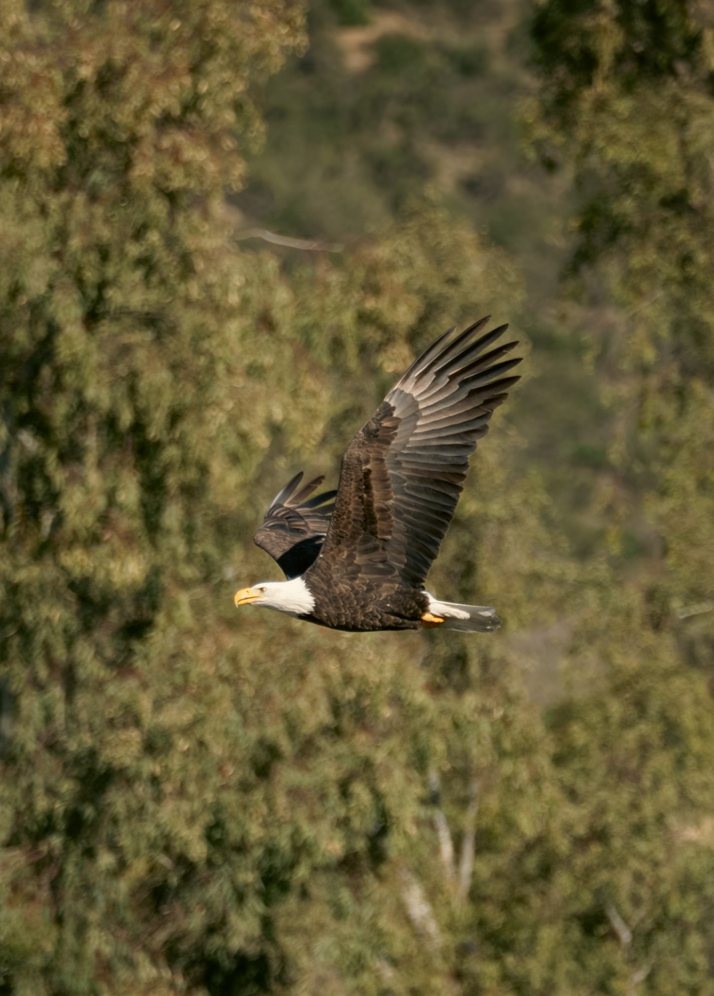 A bald eagle flying in front of many green trees.