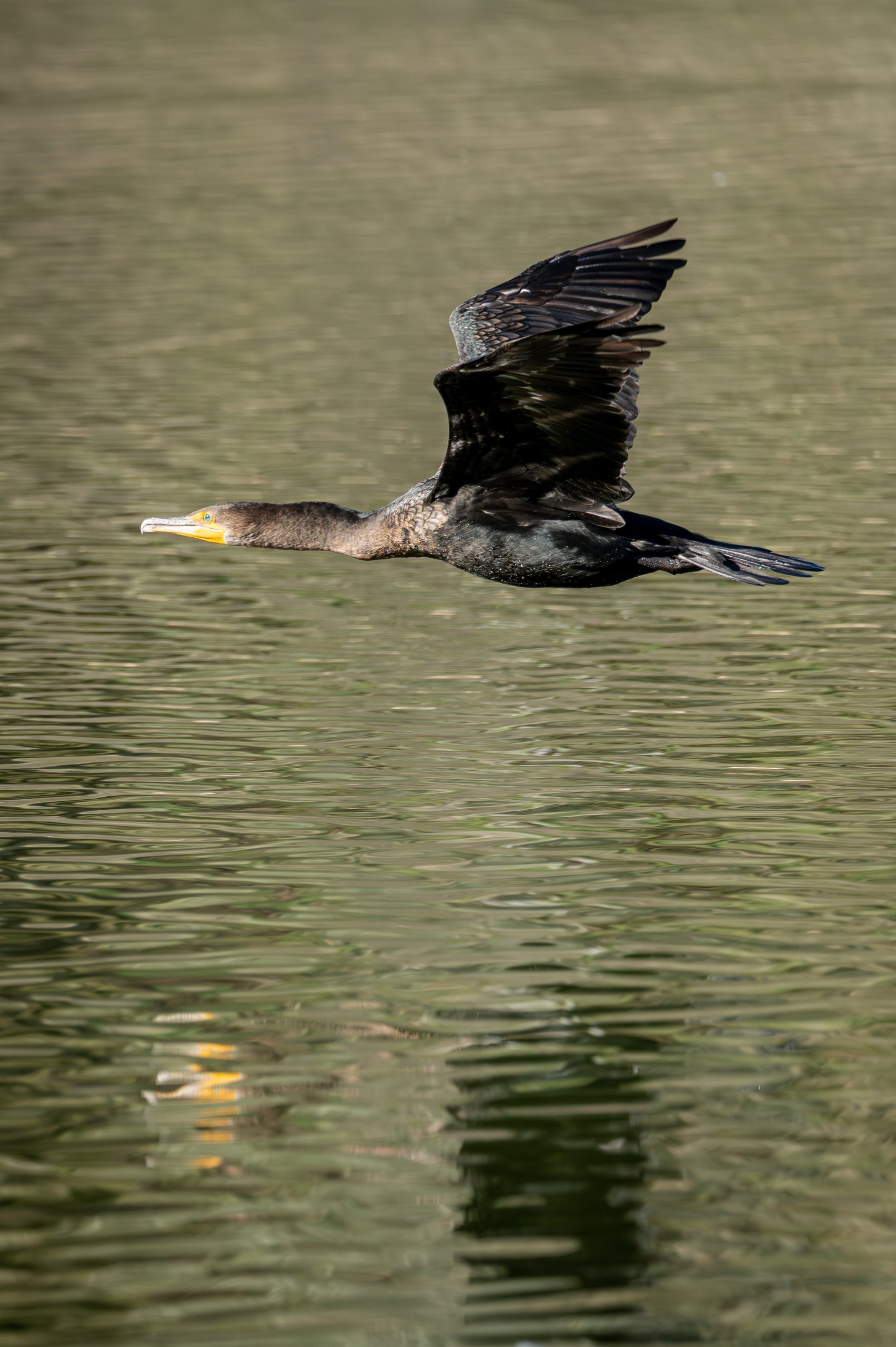 A large bird flying over a body of water.