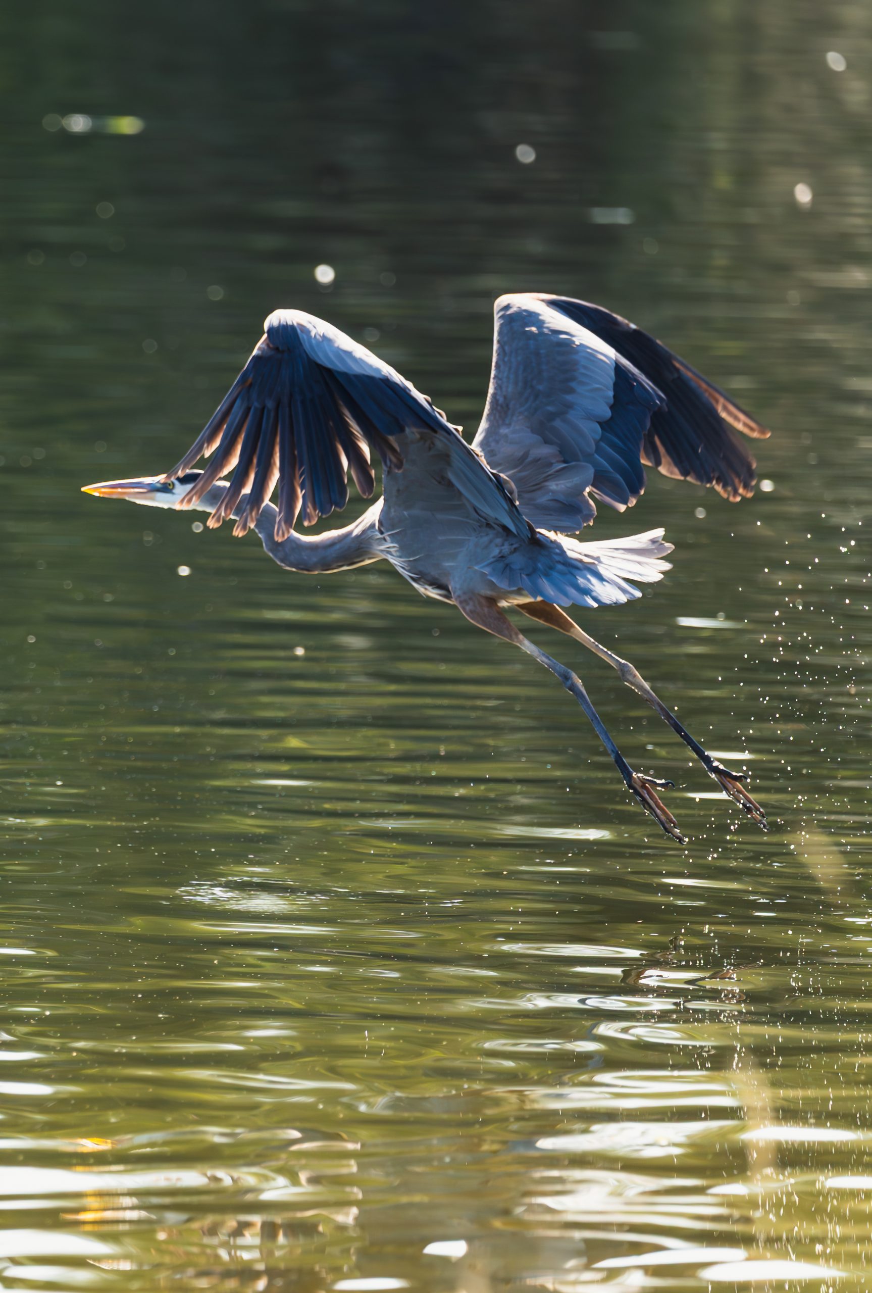 A large bird is flying over a body of water, with its wings stretched out and legs extended.