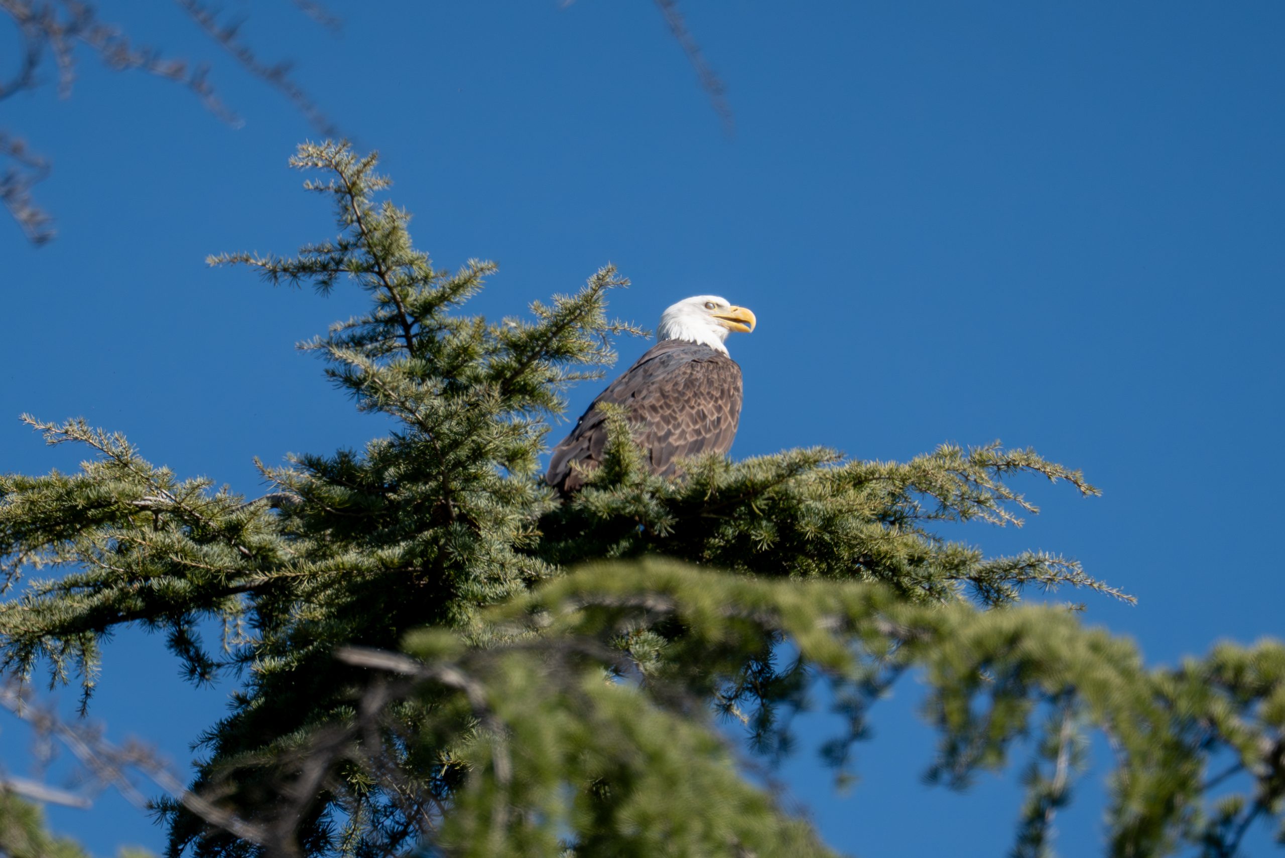 A bald eagle is standing on a tree against a clear blue sky.