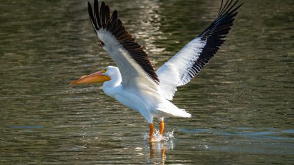 A pelican with stretched out wings stands in water.