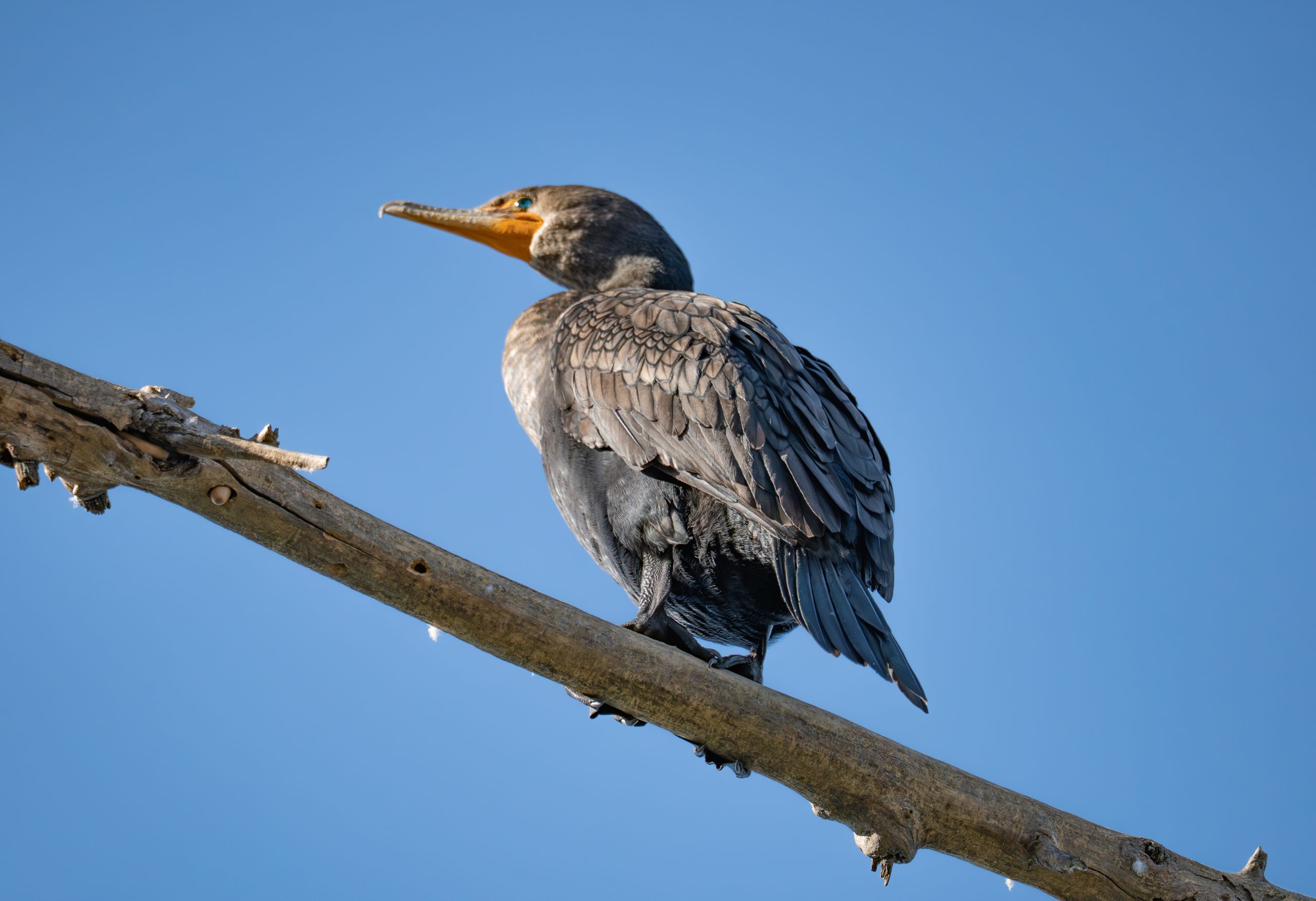 A small bird is standing on a branch against a clear blue sky.