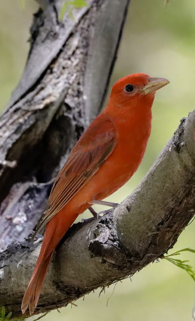 A bright red bird on a tree branch.