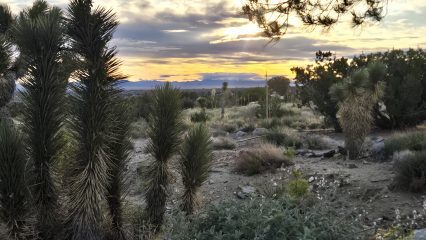 A desert landscape at sunset with Joshua trees and vegetation in the foreground.