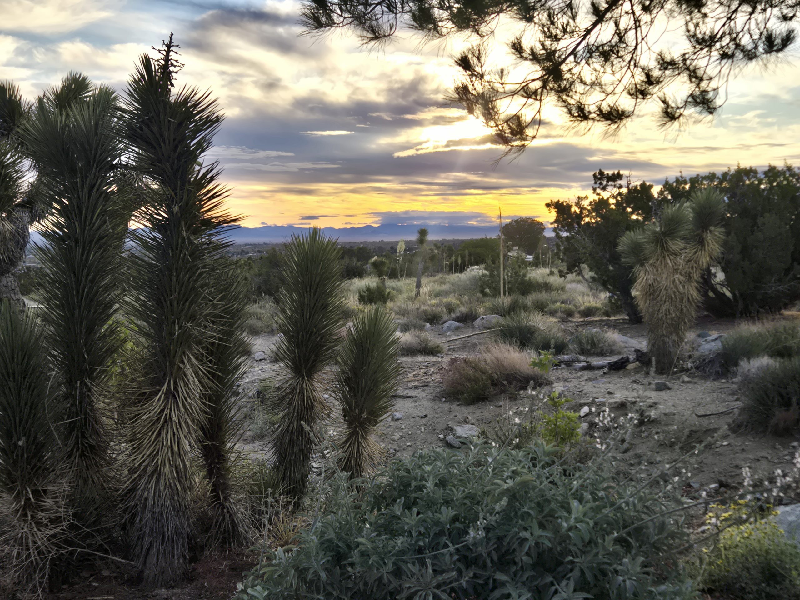 A desert landscape at sunset with Joshua trees and vegetation in the foreground.