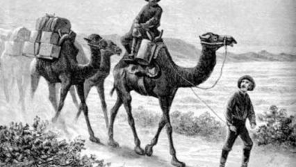 A black and white image showing a group of camels with a person riding the lead camel and another is walking beside it.