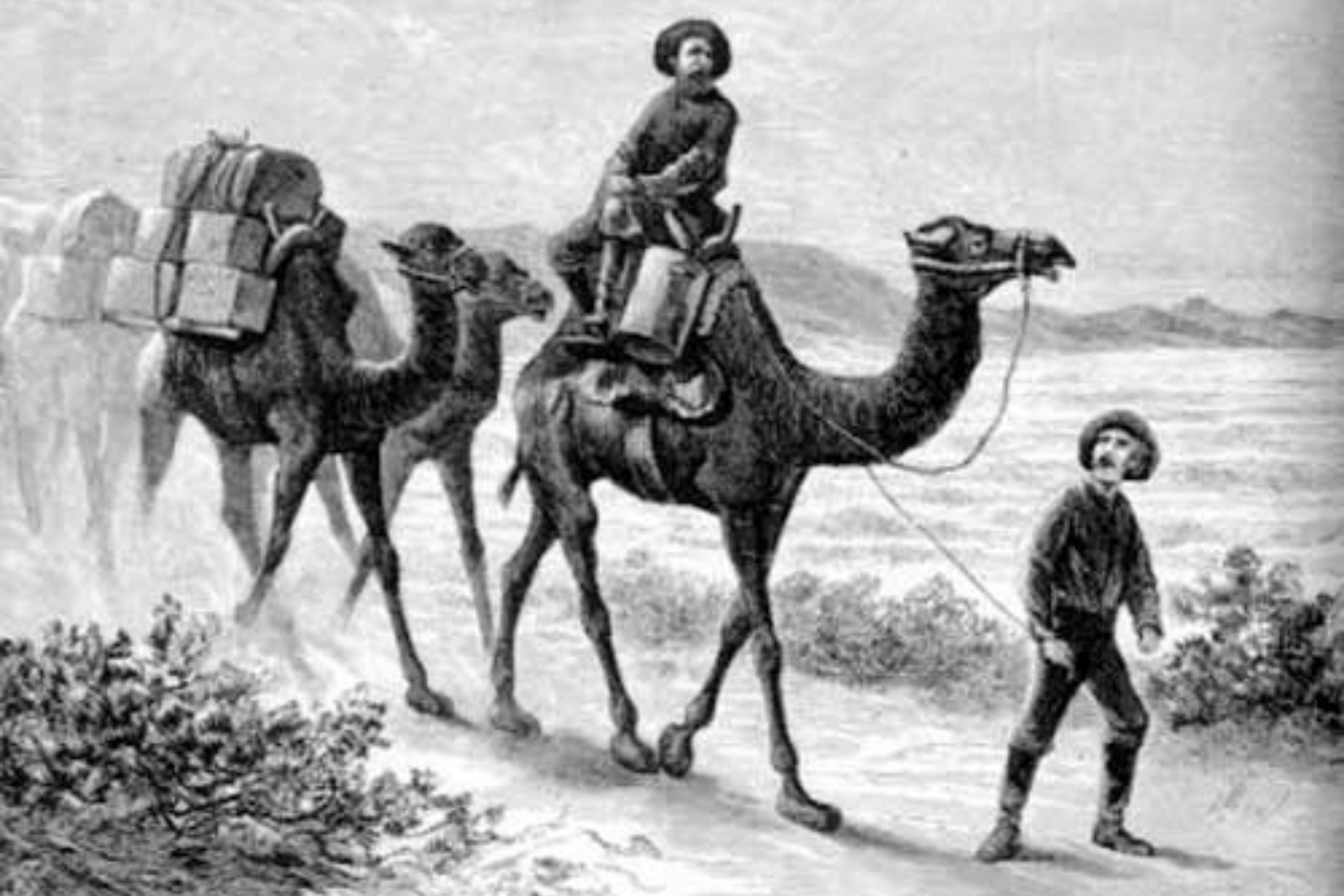 A black and white image showing a group of camels with a person riding the lead camel and another is walking beside it.