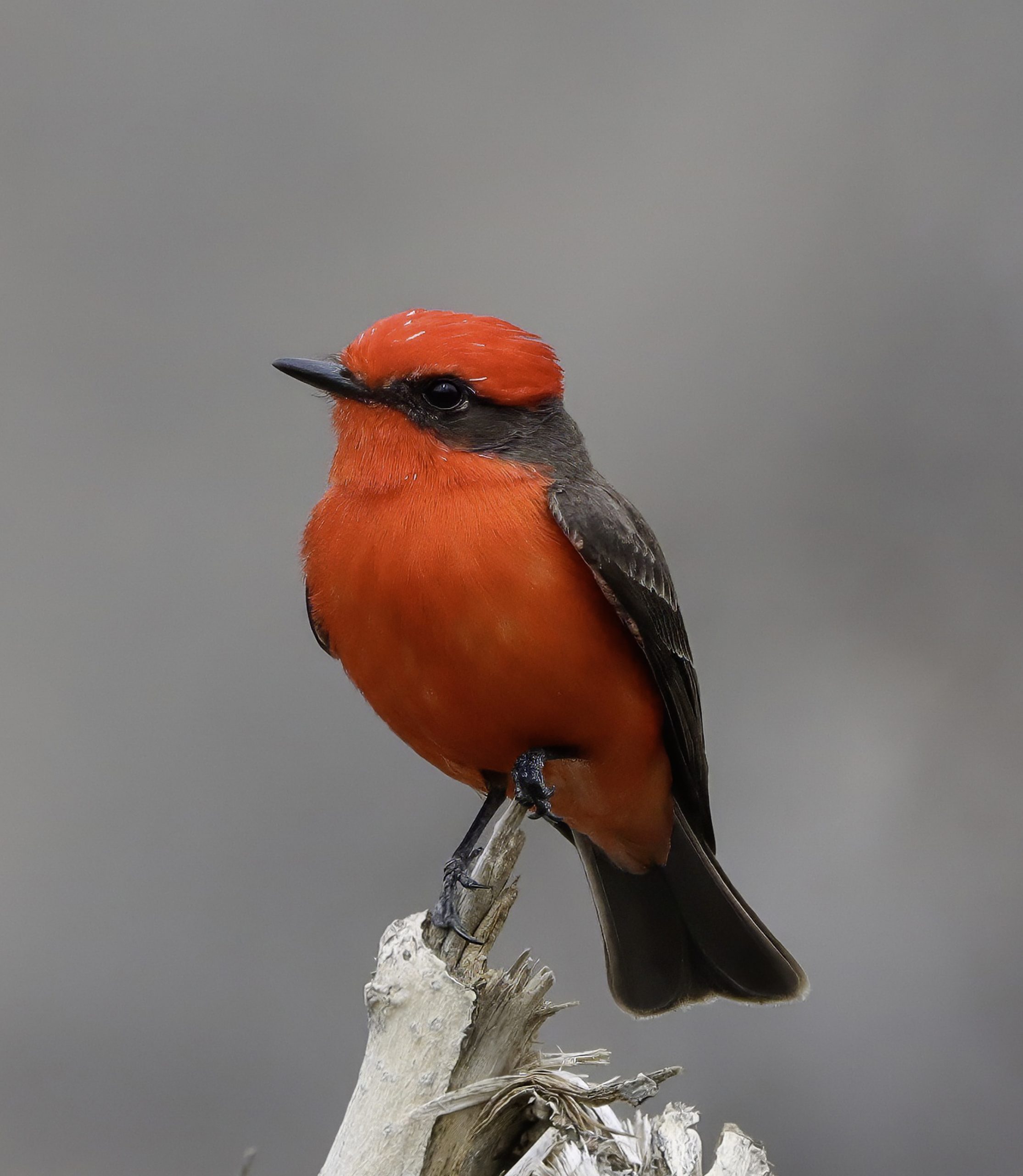 A red and black bird on a tree branch.