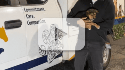Staff holding a puppy beside an Animal Care truck, with a play button overlay indicating a video.
