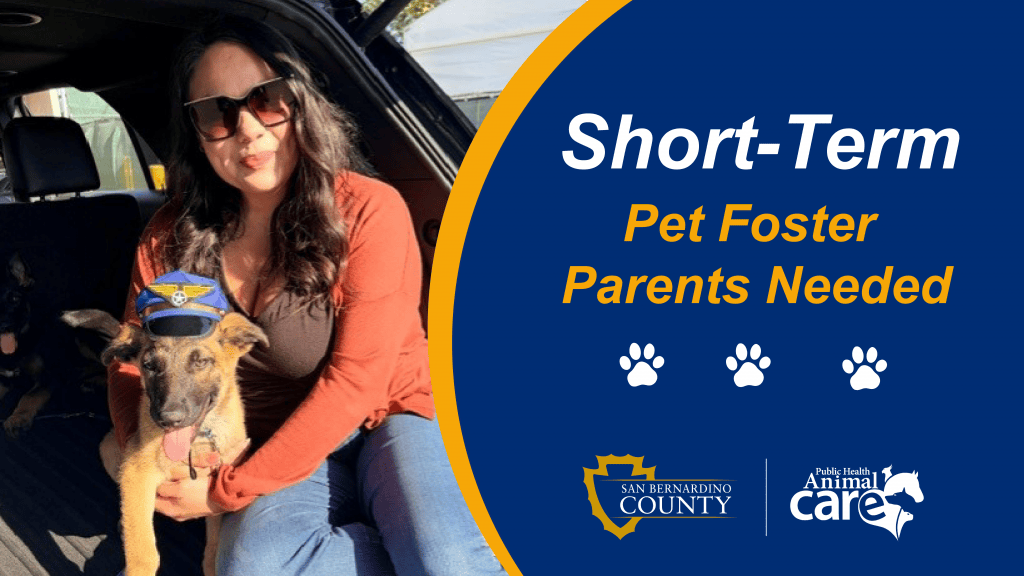 Woman sitting with a shepherd puppy wearing a small hat beside a graphic saying short term pet foster parents needed.