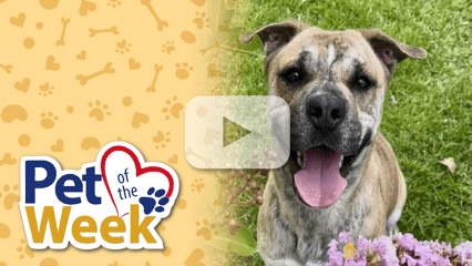 Shepard dog sitting in the grass looking towards the camera. Play button overlaid.