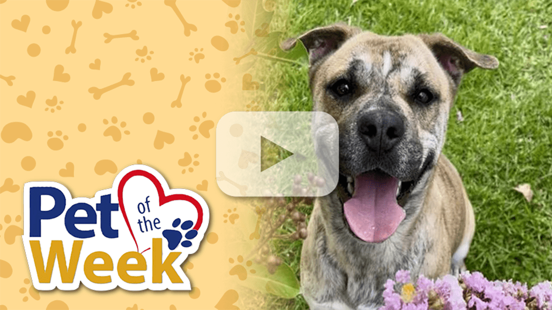Shepard dog sitting in the grass looking towards the camera. Play button overlaid.