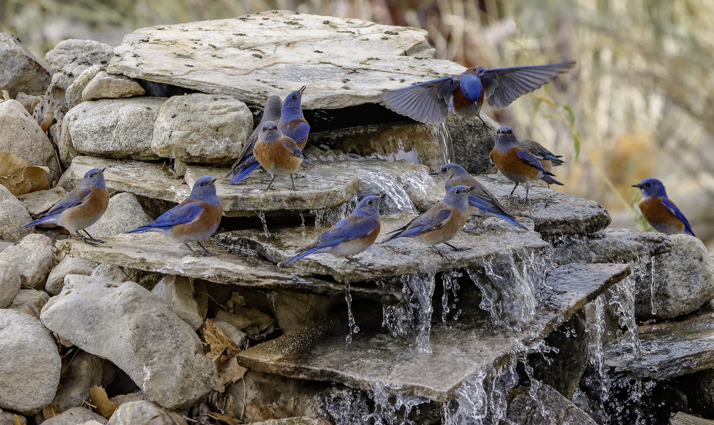 A group of blue birds gathered on a rock waterfall.