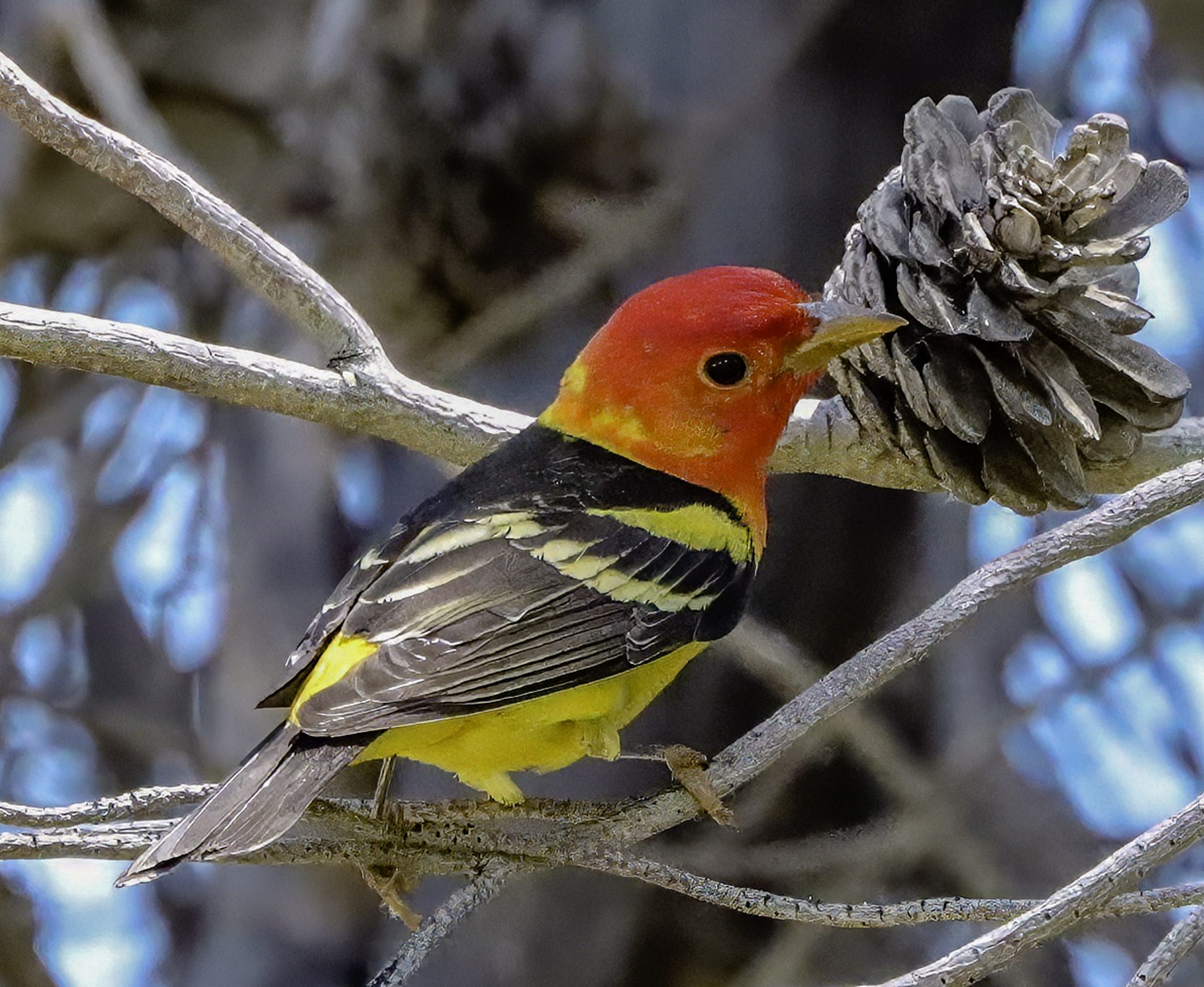 A red, yellow and black bird on a tree branch near a pine cone.