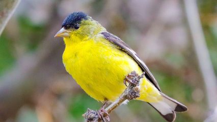A small yellow and black bird is on a thin branch.
