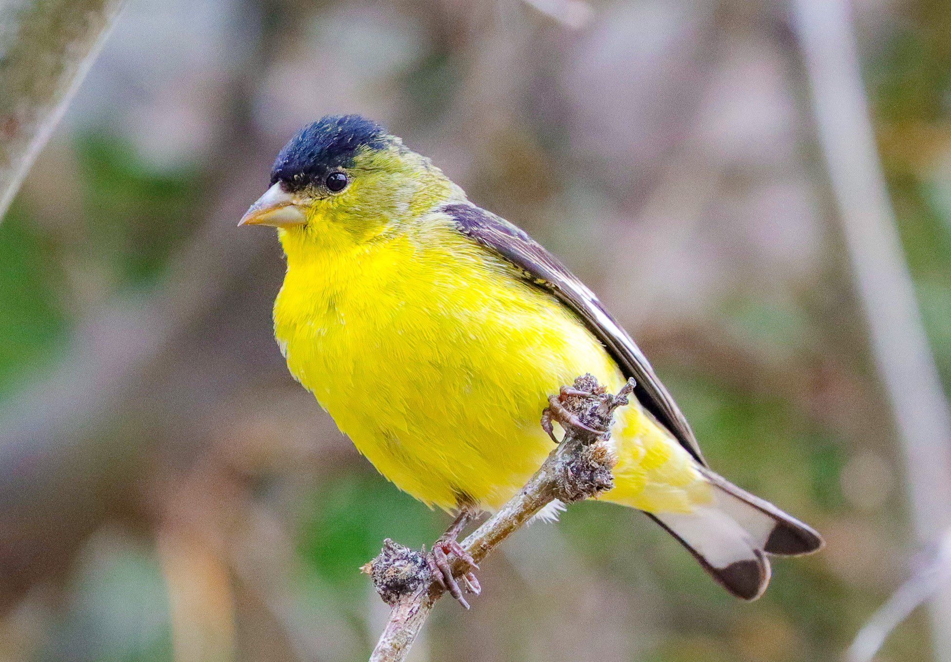 A small yellow and black bird is on a thin branch.