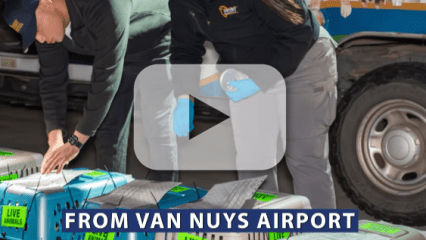 Animal Care staff prepare labeled pet carriers for a Wings of Rescue flight transporting shelter dogs to new homes.