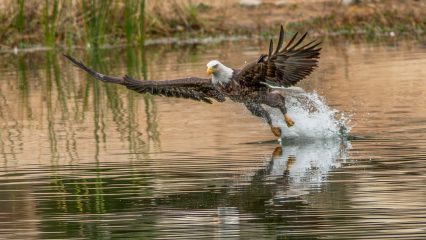 A bald eagle is seen at Yucaipa Regional Park.