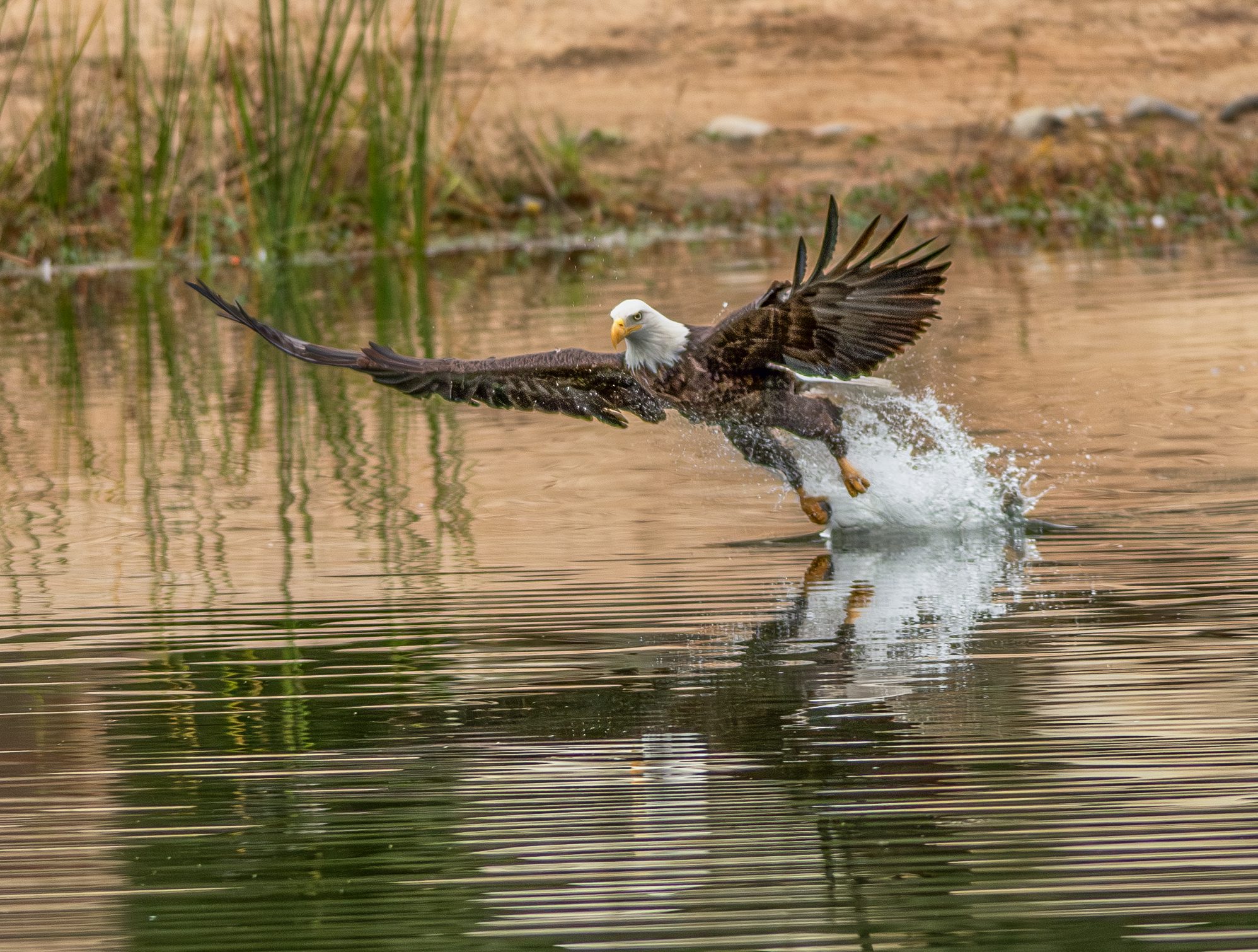 A bald eagle is seen at Yucaipa Regional Park.
