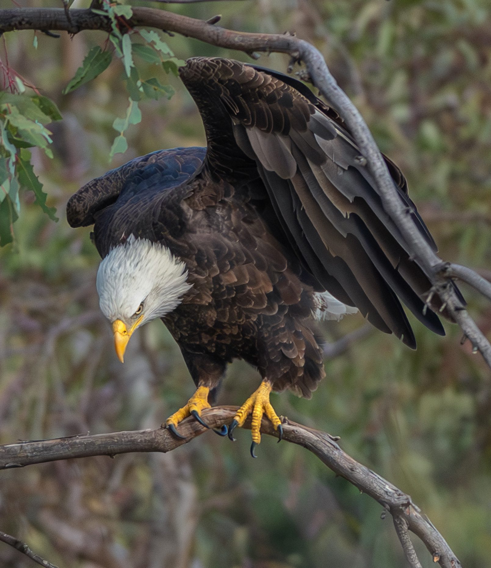 A bald eagle is hanging on a tree branch.