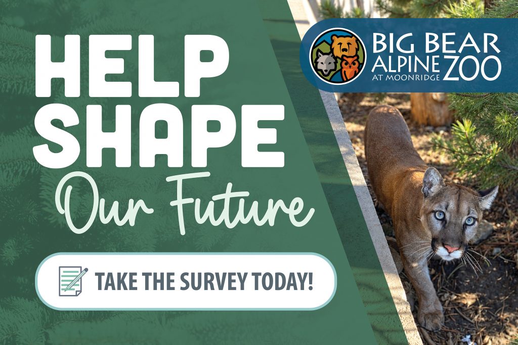 Big Bear Alpine Zoo survey graphic featuring a mountain lion with the message “Help Shape Our Future. Take the Survey Today!”