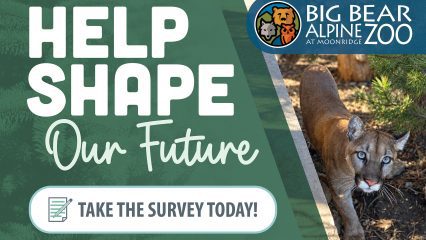 Big Bear Alpine Zoo survey graphic featuring a mountain lion with the message “Help Shape Our Future. Take the Survey Today!”