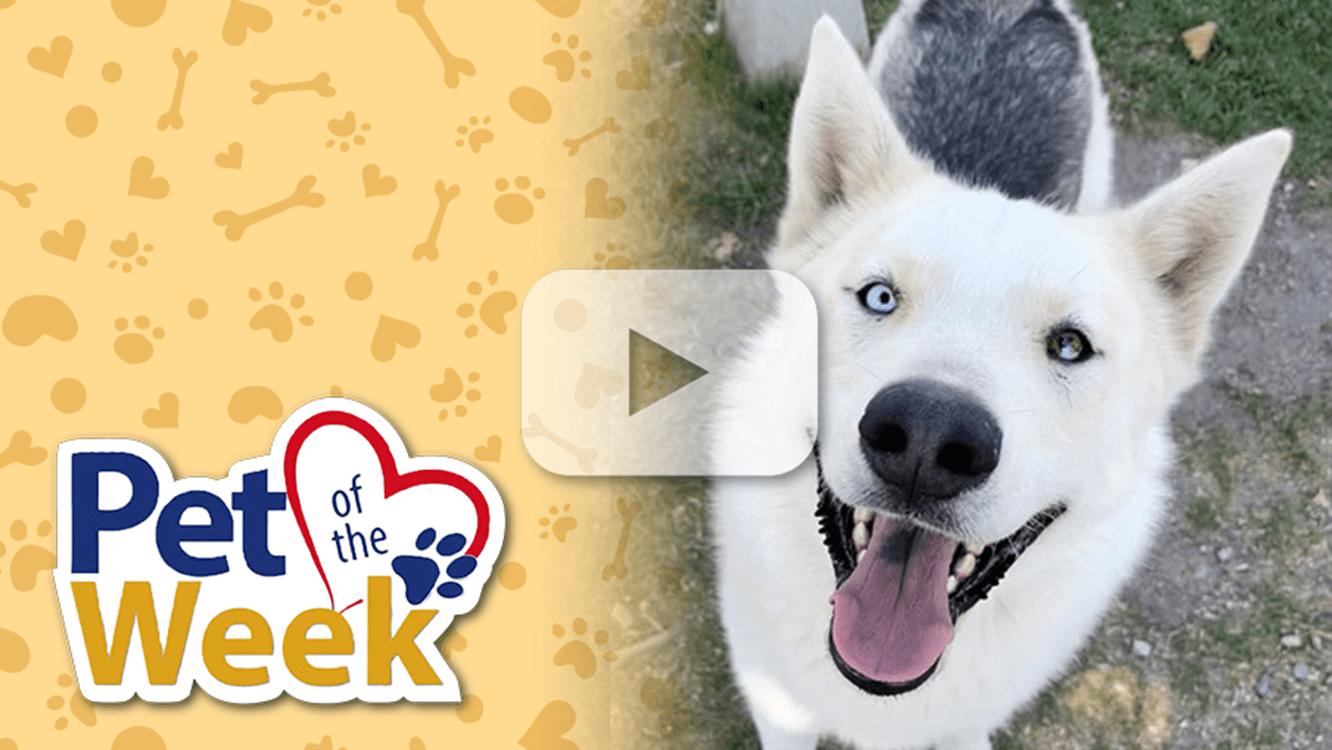 Photograph of smiling dog with one blue eye and one brown eye. A play button icon is centered over the image.