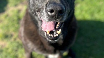 Black dog looking up sitting on grass.