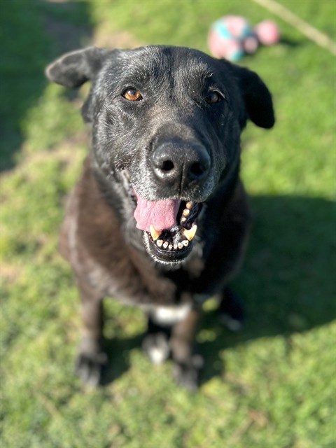 Black dog looking up sitting on grass.