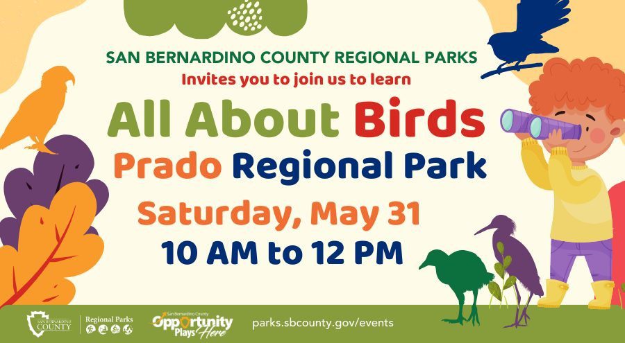 Colorful illustrated flyer for a San Bernardino County Regional Parks event titled “All About Birds” at Prado Regional Park on Saturday, May 31, from 10 AM to 12 PM. The design features birds, trees, and a child looking through binoculars. Website listed: parks.sbcounty.gov/events.