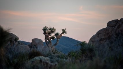 A desert landscape featuring a Joshua Tree in the foreground.