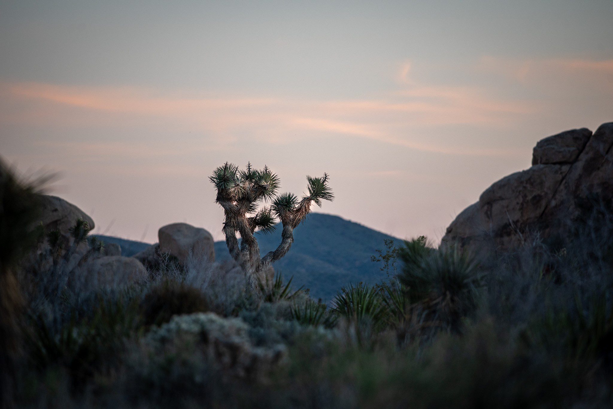 A desert landscape featuring a Joshua Tree in the foreground.