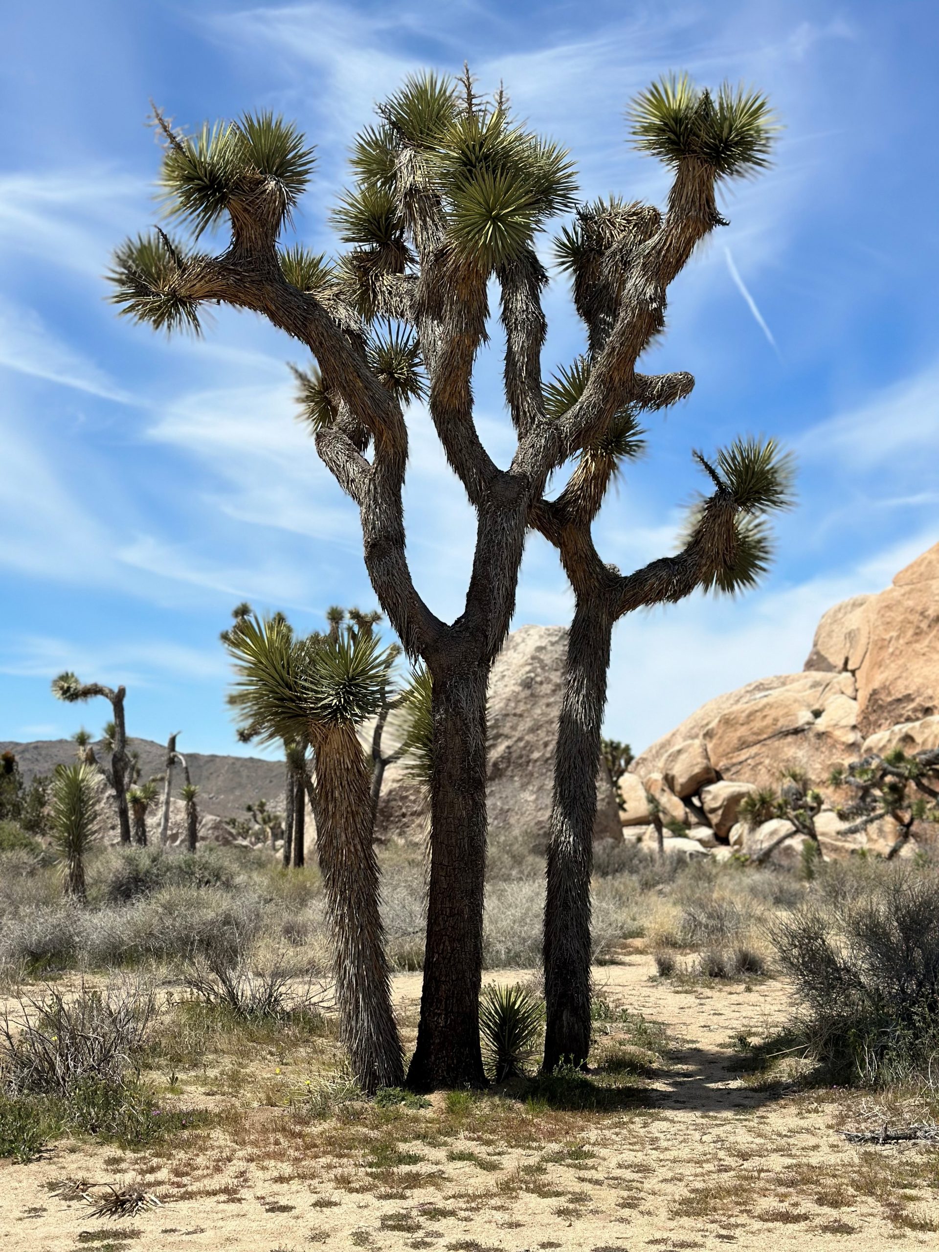Image of a Joshua Tree surrounded by desert vegetation and mountains in the background.