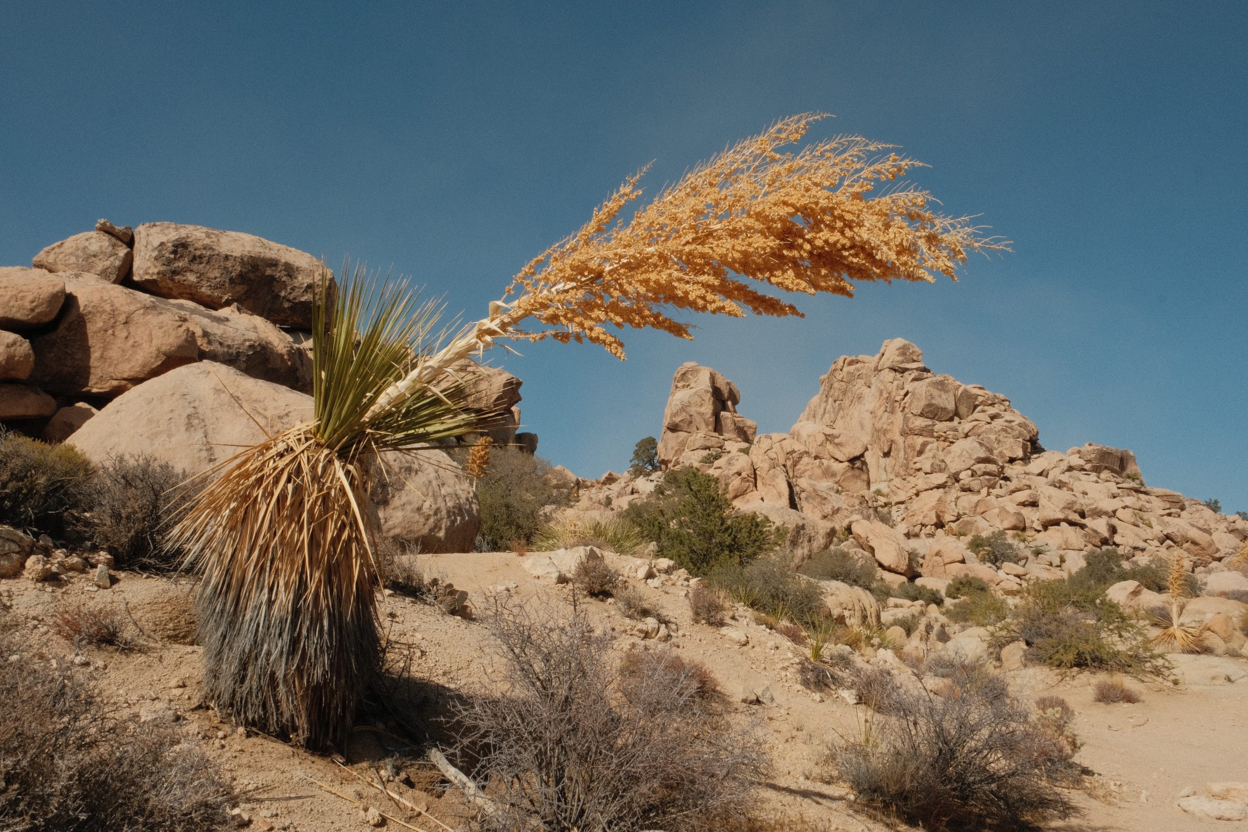 A desert landscape featuring a Joshua Tree with long and spiky leaves and clusters of yellowish flowers. The tree is surrounded by rock formations and sparse vegetation.