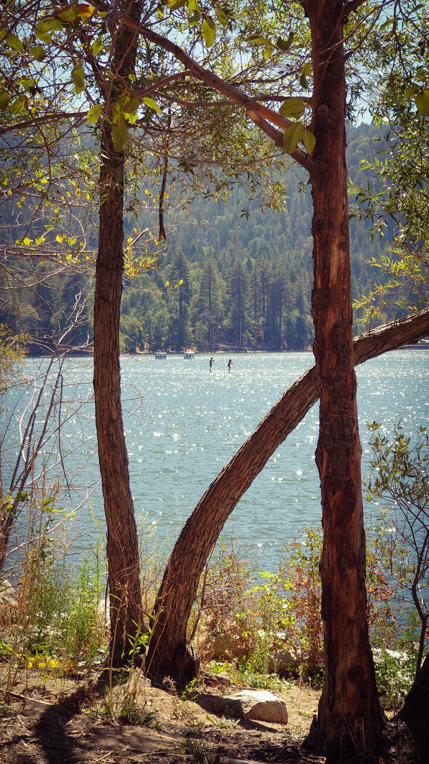 Two trees with a lake in the background, surrounded by a forest.