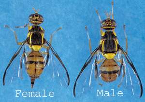 A close view of a female and male Oriental Fruit Fly.