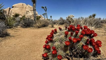 A close-up view of a desert plant with red blossoms and a large rock and cactus behind it.